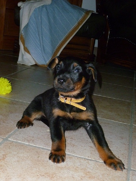 Du Moulin De Rocheland - Berger de Beauce - Portée née le 04/02/2012