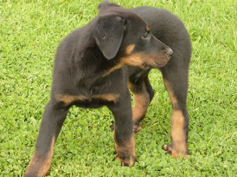 Du Moulin De Rocheland - Berger de Beauce - Portée née le 02/08/2010